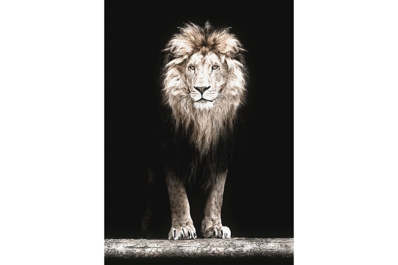 Majestic Lion In Black Foto Beige/Grå/Svart - 50x70 cm - Posters & prints - Djur poster