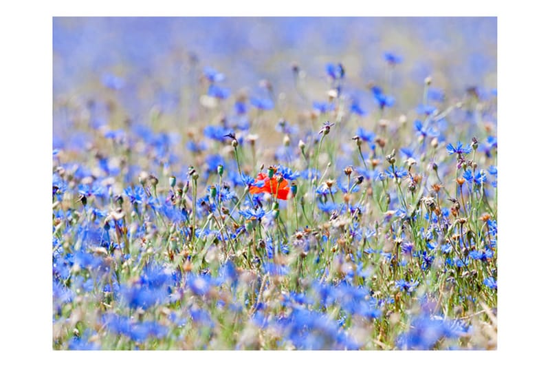 Fototapet Sky-Colored Meadow Cornflowers 250x193 - Artgeist sp. z o. o. - Fototapet
