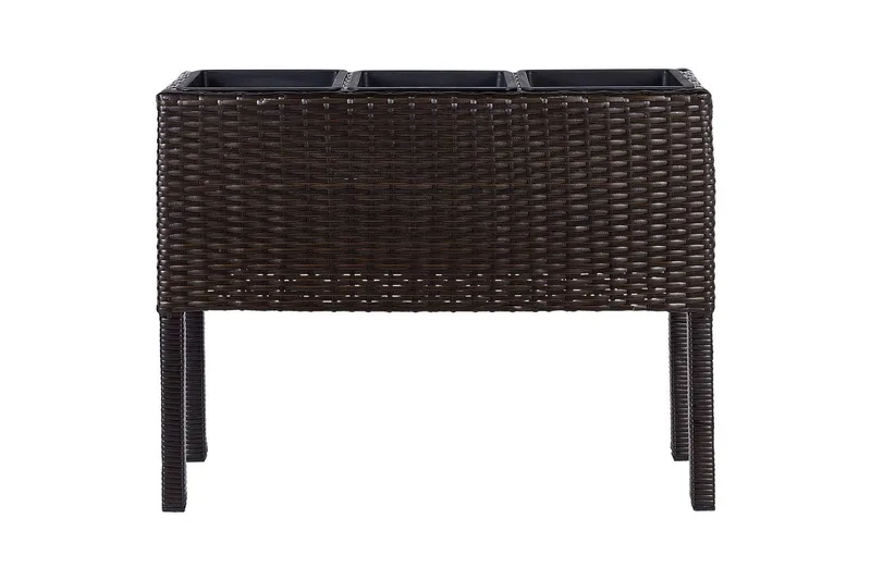 Inomhuskruka Caragana Brun, Brun