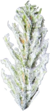 Konstgjord Julgran Uppsala Snö 210 cm - Vit / Grön - Inredning - Julpynt & helgdekoration - Julpynt & juldekoration - Plastgran