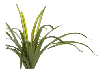 Berden Konstgjord Krukväxt 147 cm Dracaena anita - Grön - Inredning - Konstgjorda växter & plastväxter