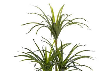 Berden Konstgjord Krukväxt 147 cm Dracaena anita - Grön - Inredning - Konstgjorda växter & plastväxter
