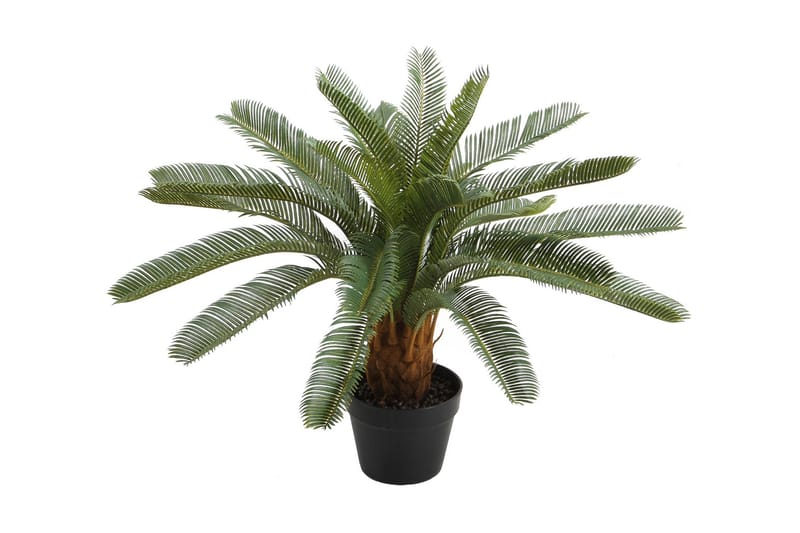 Grön växt CYCAS H70cm svart kruka, undefined