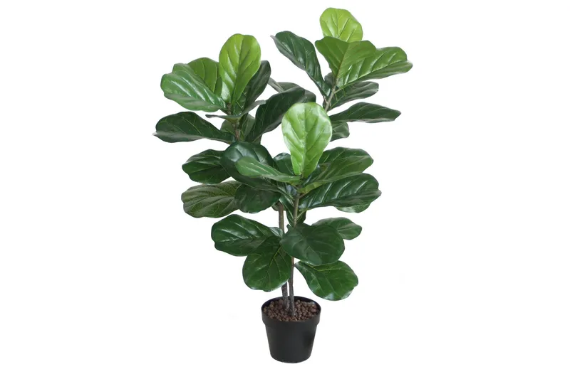 Grön växt FIDDLE LEAF H100 2 grenar svart kruka, undefined