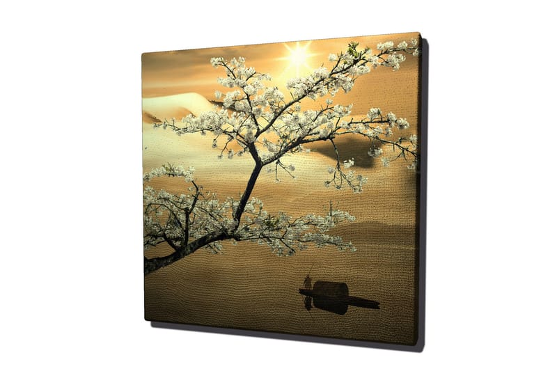 Canvastavla 45x45 cm - Blommande körsbärsträd vid solnedgången - Vit / Guld / Grön - Inredning - Tavlor & konst - Canvastavlor