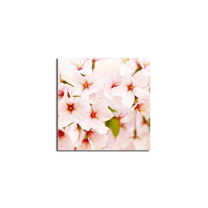 Canvastavla 45x45 cm - Blomstrande körsbärsblommor i pastelltoner - Ljusrosa / Vit / Grön - Inredning - Tavlor & konst - Canvastavlor