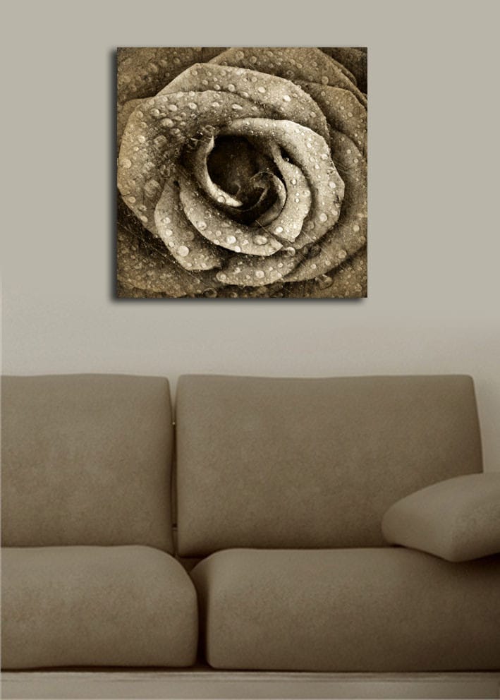 Canvastavla 45x45 cm - Detaljerad ros med vattendroppar - Grå / Beige - Inredning - Tavlor & konst - Canvastavlor