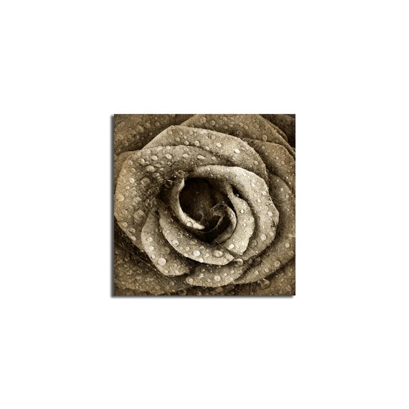 Canvastavla 45x45 cm - Detaljerad ros med vattendroppar - Grå / Beige - Inredning - Tavlor & konst - Canvastavlor