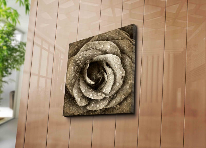 Canvastavla 45x45 cm - Detaljerad ros med vattendroppar - Grå / Beige - Inredning - Tavlor & konst - Canvastavlor