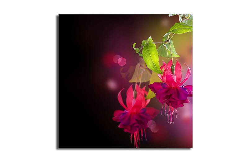 Canvastavla 45x45 cm - Färgrik hängande fuchsia med gröna blad, Rosa / Lila / Grön