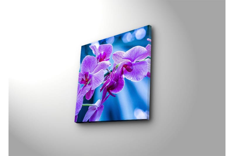 Canvastavla 45x45 cm - Lila orkidéer i blomstring - Lila / Blå - Inredning - Tavlor & konst - Canvastavlor
