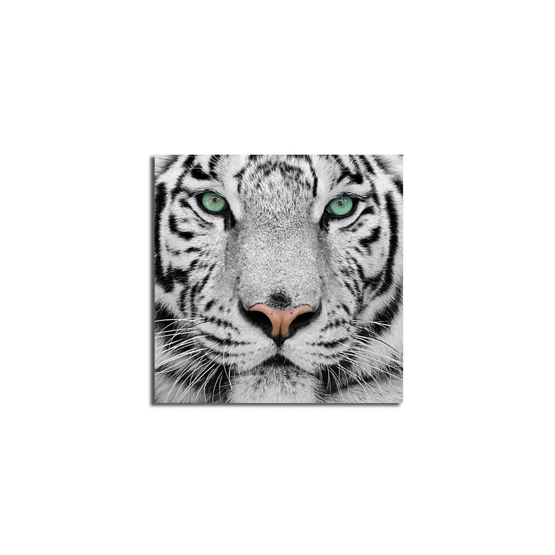 Canvastavla 45x45 cm - Närbild av en vit tiger med intensiva ögon - Vit / Svart / Grön - Inredning - Tavlor & konst - Canvastavlor