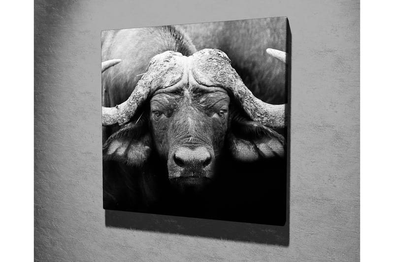 Canvastavla 45x45 cm - Storslagen buffel med kraftfulla horn - Svart / Grå - Inredning - Tavlor & konst - Canvastavlor
