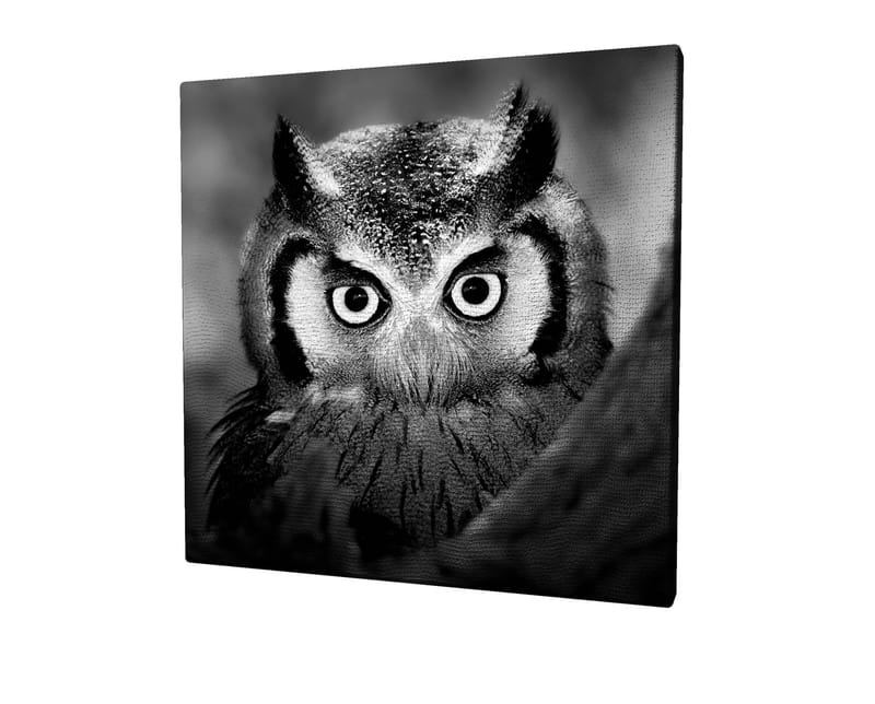 Canvastavla 45x45 cm - Svartvit närbild av uggla med froststänkta fjädrar och genomträngande blick - Svart / Vitt - Inredning - Tavlor & konst - Canvastavlor