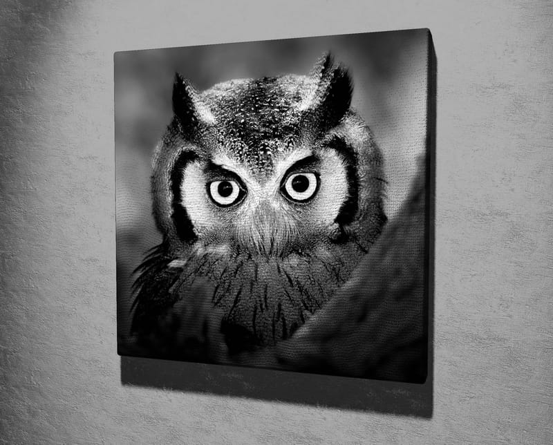 Canvastavla 45x45 cm - Svartvit närbild av uggla med froststänkta fjädrar och genomträngande blick - Svart / Vitt - Inredning - Tavlor & konst - Canvastavlor