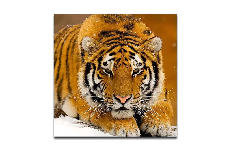 Canvastavla 45x45 cm - Tiger som ligger på snön med intensiv blick, Orange / Svart / Vit