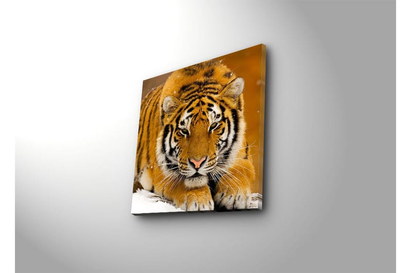 Canvastavla 45x45 cm - Tiger som ligger på snön med intensiv blick - Orange / Svart / Vit - Inredning - Tavlor & konst - Canvastavlor