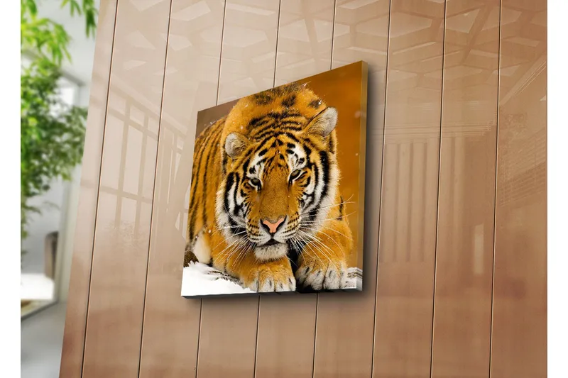 Canvastavla 45x45 cm - Tiger som ligger på snön med intensiv blick - Orange / Svart / Vit - Inredning - Tavlor & konst - Canvastavlor