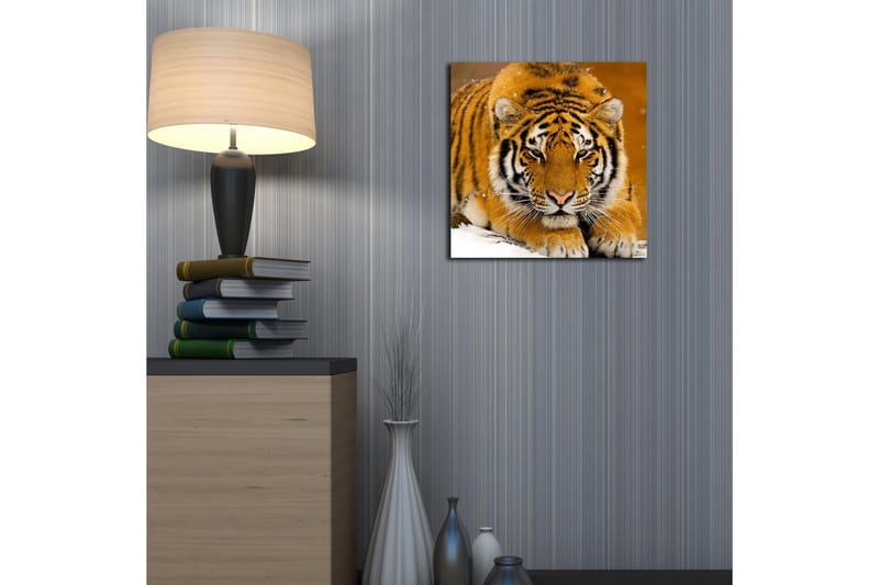 Canvastavla 45x45 cm - Tiger som ligger på snön med intensiv blick - Orange / Svart / Vit - Inredning - Tavlor & konst - Canvastavlor