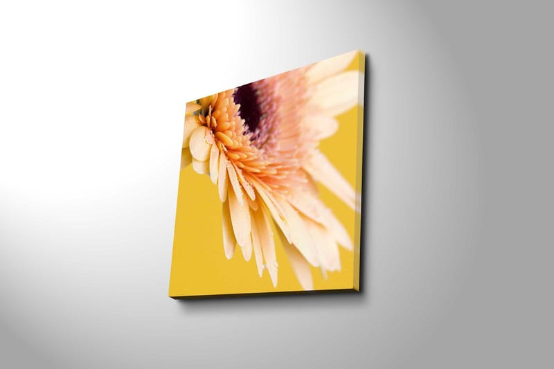 Canvastavla 45x45 cm - Vacker blomma med ljusa kronblad och droppar av vatten - Ljusrosa / Gul / Lila - Inredning - Tavlor & konst - Canvastavlor