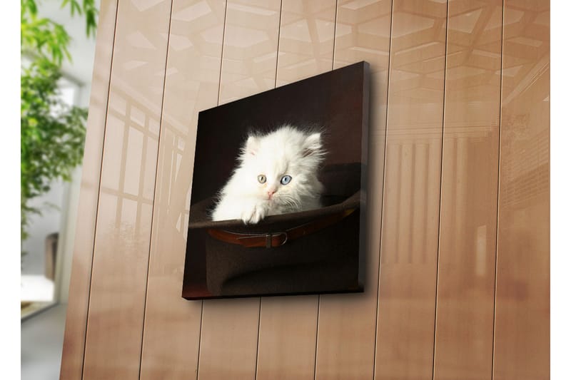 Canvastavla 45x45 cm - Vit kattunge i en hatt - Vit / Brun / Blå - Inredning - Tavlor & konst - Canvastavlor