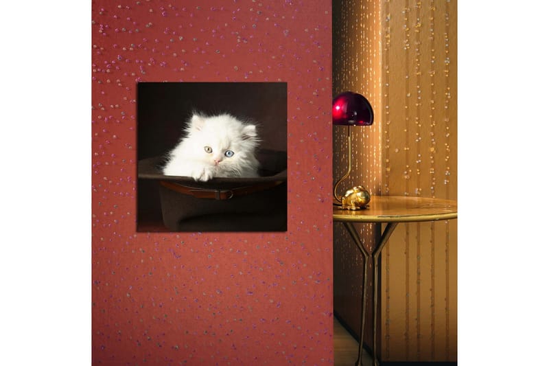 Canvastavla 45x45 cm - Vit kattunge i en hatt - Vit / Brun / Blå - Inredning - Tavlor & konst - Canvastavlor