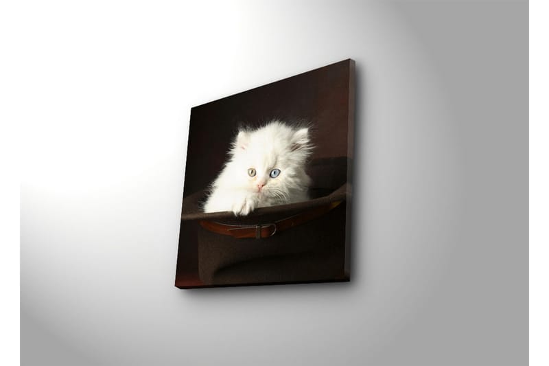 Canvastavla 45x45 cm - Vit kattunge i en hatt - Vit / Brun / Blå - Inredning - Tavlor & konst - Canvastavlor