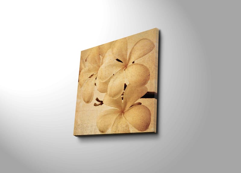 Canvastavla 45x45 cm - Vit orkidé med mjuka blomblad - Vit / Beige / Brun - Inredning - Tavlor & konst - Canvastavlor