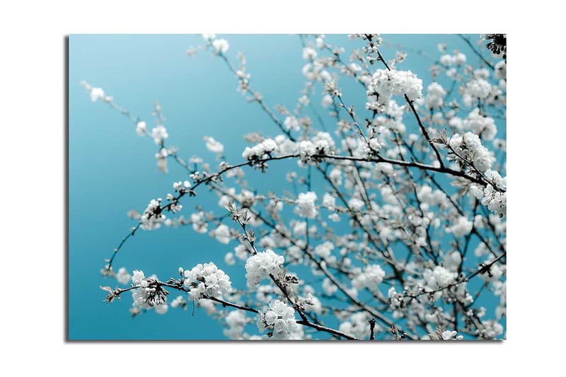 Canvastavla 70x100 cm - Blommande grenar mot en klar, blå bakgrund, Vit / Ljusblå