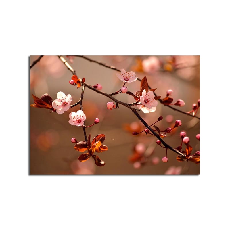 Canvastavla 70x100 cm - Blommande körsbärsgrenar med rosa blommor och bruna blad - Rosa / Brun - Inredning - Tavlor & konst - Canvastavlor
