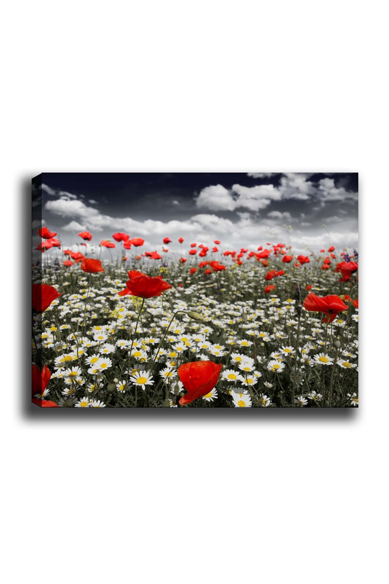 Canvastavla 70x100 cm - Blomsteräng med röda vallmo och vita prästkragar som skapar en kontrasterande och livfull komposition - Röd / Vit - Inredning - Tavlor & konst - Canvastavlor