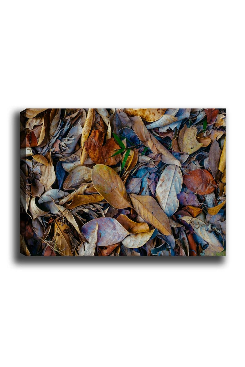 Canvastavla 70x100 cm - Detaljrik samling av torkade löv i olika nyanser som skapar en naturlig textur, Brun / Beige / Grön