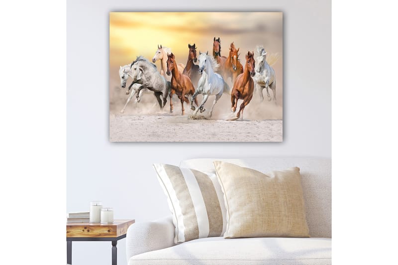 Canvastavla 70x100 cm - Dynamisk skildring av flera hästar som galopperar i en sandig miljö, Vit / Brun / Grå