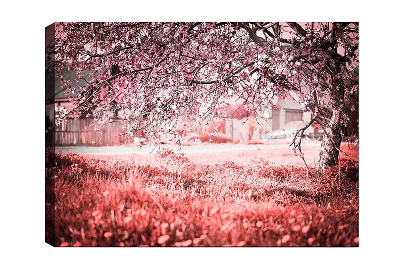 Canvastavla 70x100 cm - Ett blommande körsbärsträd i en romantisk och drömlik miljö, Rosa / Grå