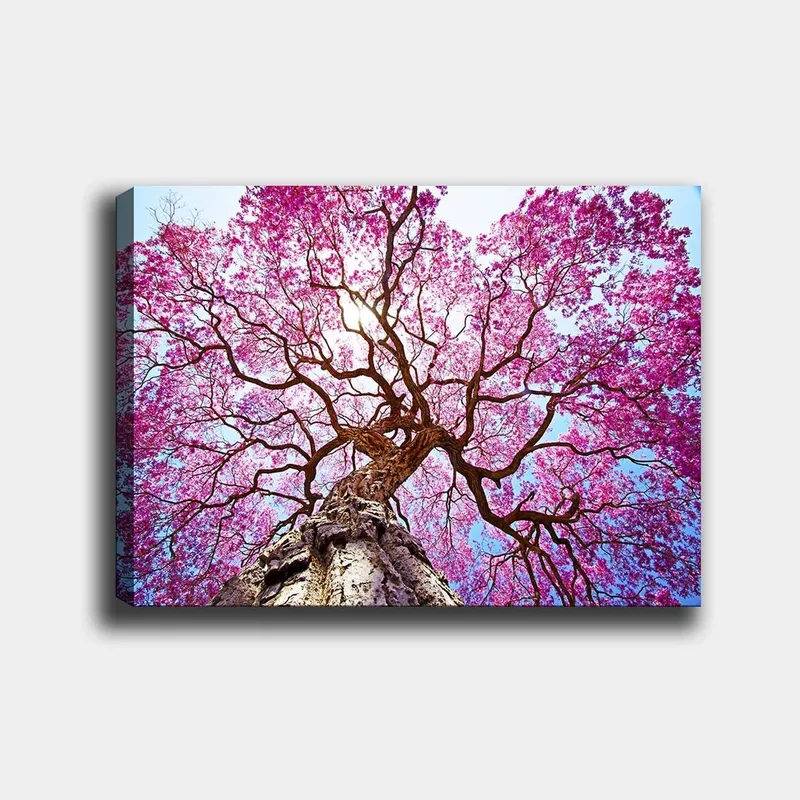 Canvastavla 70x100 cm - Ett majestätiskt körsbärsträd med blommande rosa blommor som sträcker sig mot en klar blå himmel, Rosa / Brun / Blå