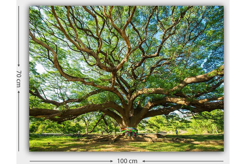 Canvastavla 70x100 cm - Ett stort och majestätiskt träd med utbredda grenar och frodig grönska - Grön / Brun - Inredning - Tavlor & konst - Canvastavlor