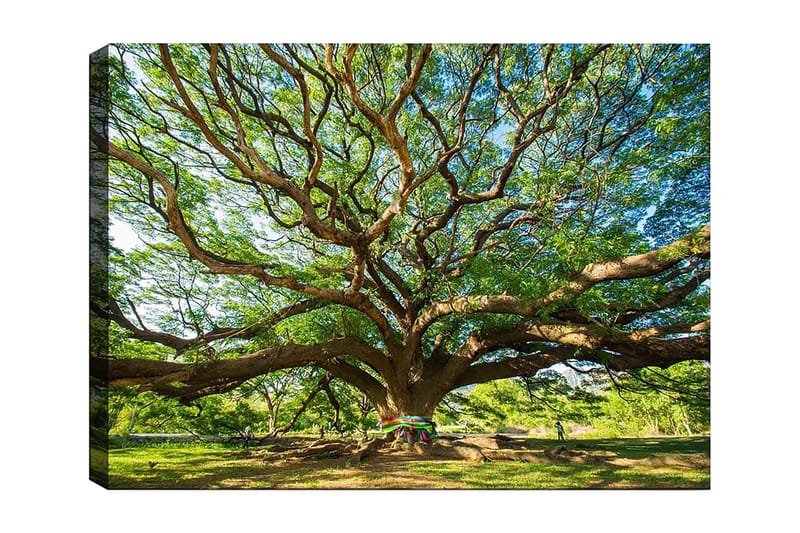 Canvastavla 70x100 cm - Ett stort och majestätiskt träd med utbredda grenar och frodig grönska, Grön / Brun