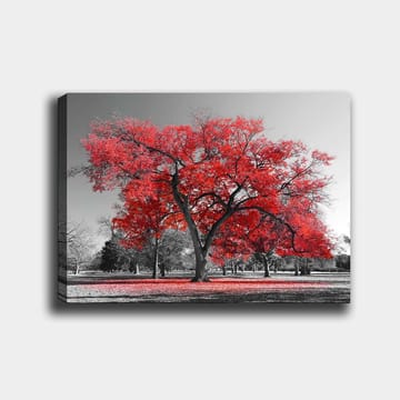 Canvastavla 70x100 cm - Ett stort rött träd i en svartvit parklandskap - Röd / Svart - Inredning - Tavlor & konst - Canvastavlor