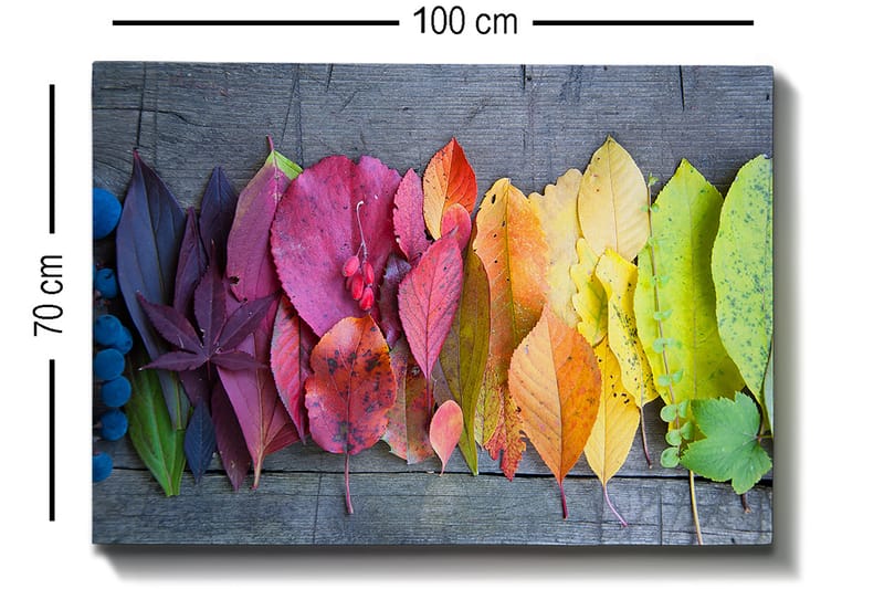 Canvastavla 70x100 cm - Färgglad samling av höstlöv i olika nyanser som visar naturens skönhet - Röd / Gul / Grön - Inredning - Tavlor & konst - Canvastavlor
