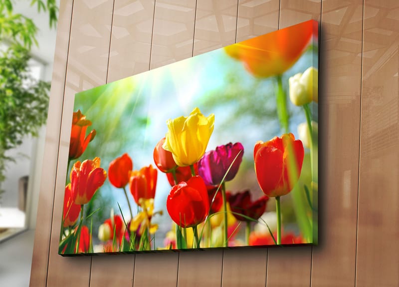 Canvastavla 70x100 cm - Färgglad samling av tulpaner i olika nyanser som blomstrar i ljuset - Röd / Gul / Lila - Inredning - Tavlor & konst - Canvastavlor