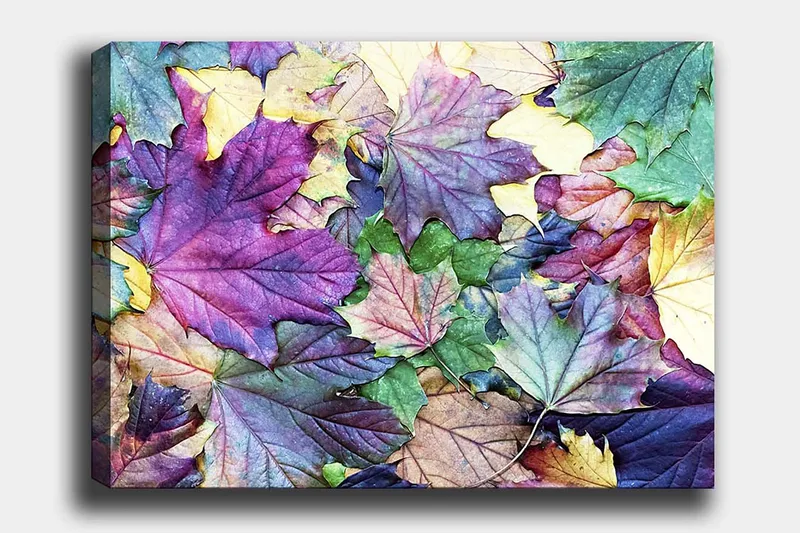 Canvastavla 70x100 cm - Färgglada höstlöv i en harmonisk komposition - Lila / Grön / Gul - Inredning - Tavlor & konst - Canvastavlor