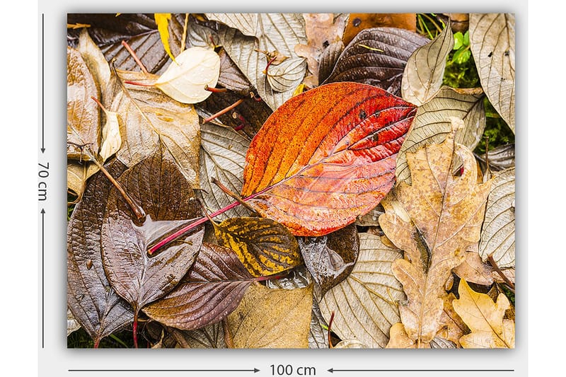 Canvastavla 70x100 cm - Färgglada höstlöv på en fuktig markyta - Röd / Brun / Gul - Inredning - Tavlor & konst - Canvastavlor