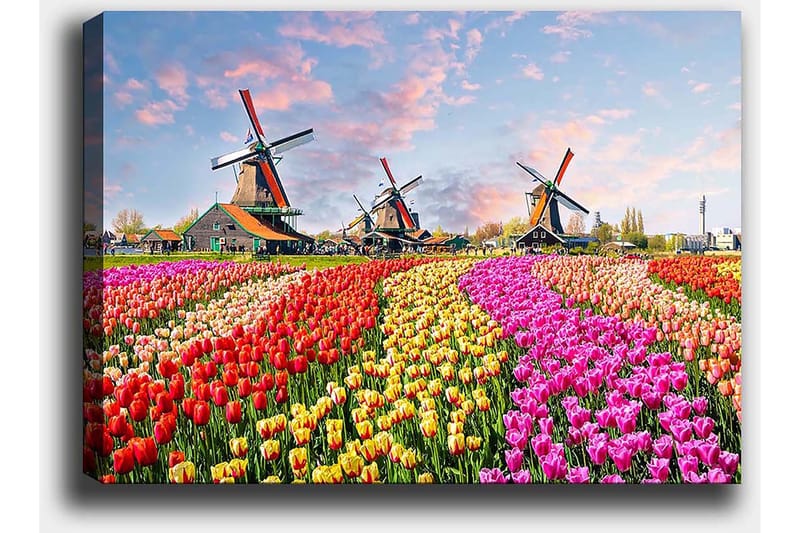 Canvastavla 70x100 cm - Färgsprakande tulpanfält med vindmöllor i bakgrunden - Röd / Rosa / Gul - Inredning - Tavlor & konst - Canvastavlor