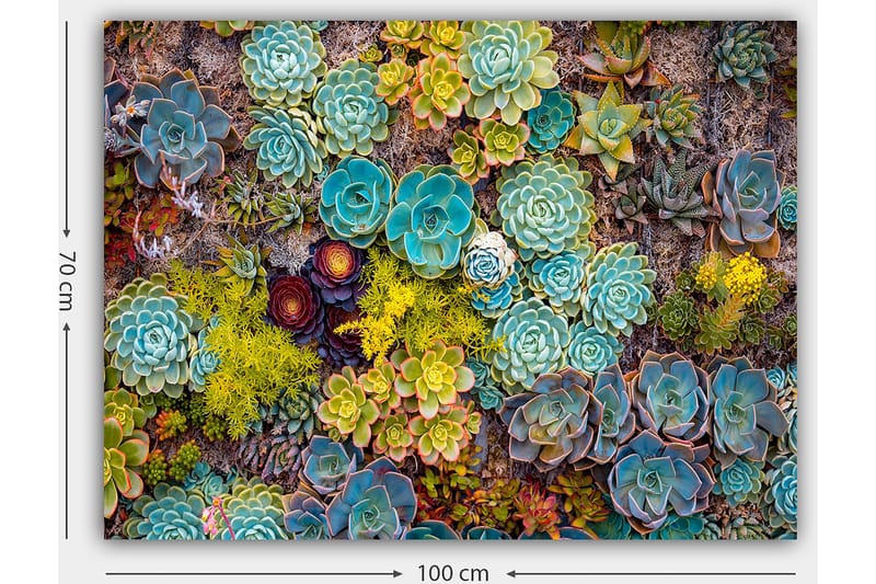 Canvastavla 70x100 cm - Färgstark samling av olika suckulenter i varierande former och nyanser - Turkos / Grön / Gul - Inredning - Tavlor & konst - Canvastavlor