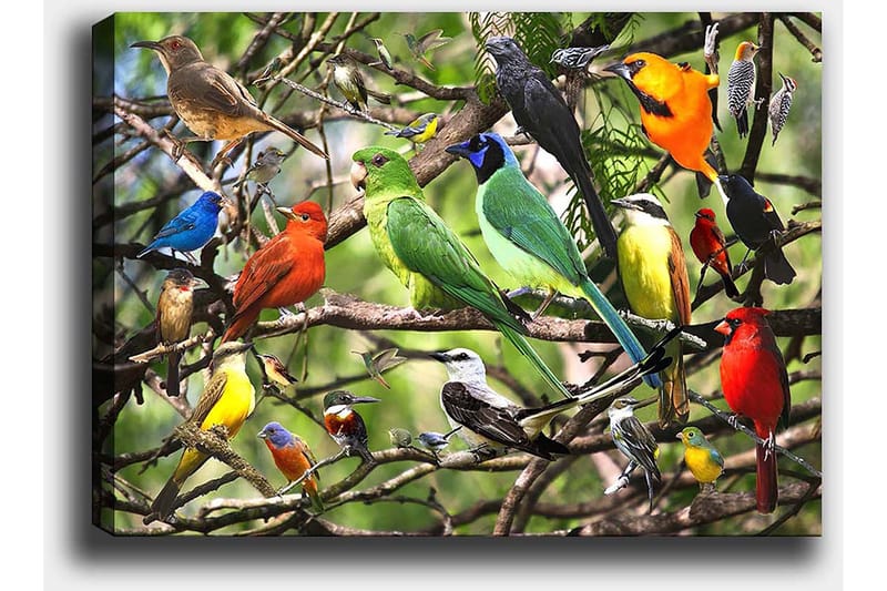Canvastavla 70x100 cm - Flera färgglada fåglar som sitter på grenar i en livlig naturmiljö - Grön / Röd / Blå - Inredning - Tavlor & konst - Canvastavlor