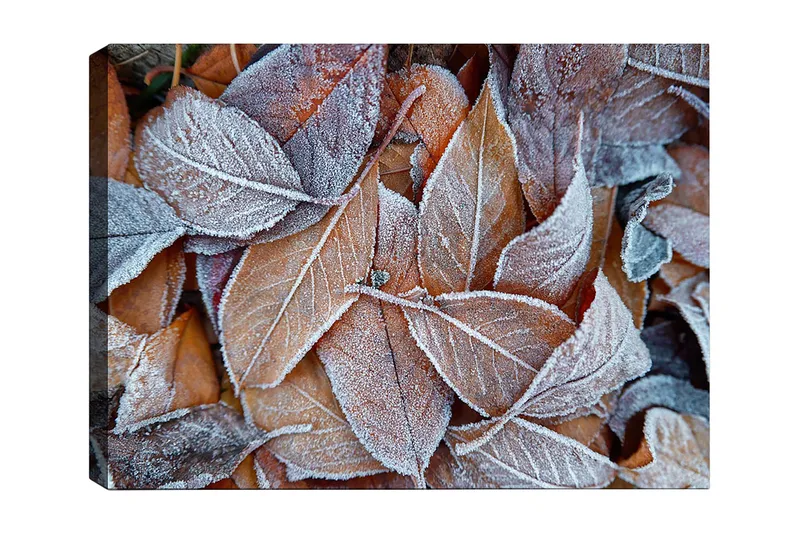 Canvastavla 70x100 cm - Frostiga löv i höstfärger, Orange / Grå / Vit