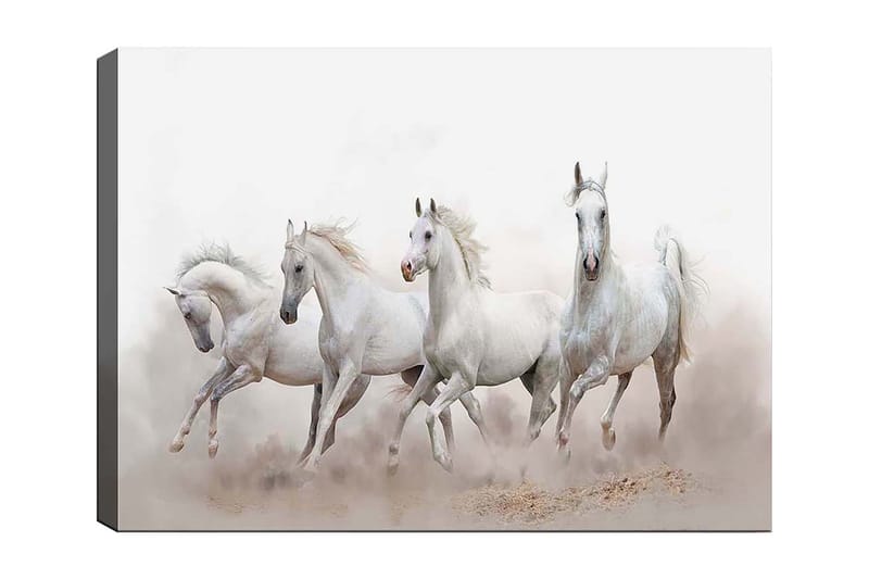 Canvastavla 70x100 cm - Fyra vita hästar som galopperar framåt i en dimmig miljö, Vit / Ljusgrå