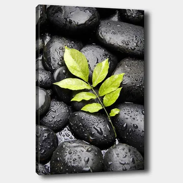 Canvastavla 70x100 cm - Grön kvist som växer fram ur en samling svarta stenar - Svart / Grön - Inredning - Tavlor & konst - Canvastavlor