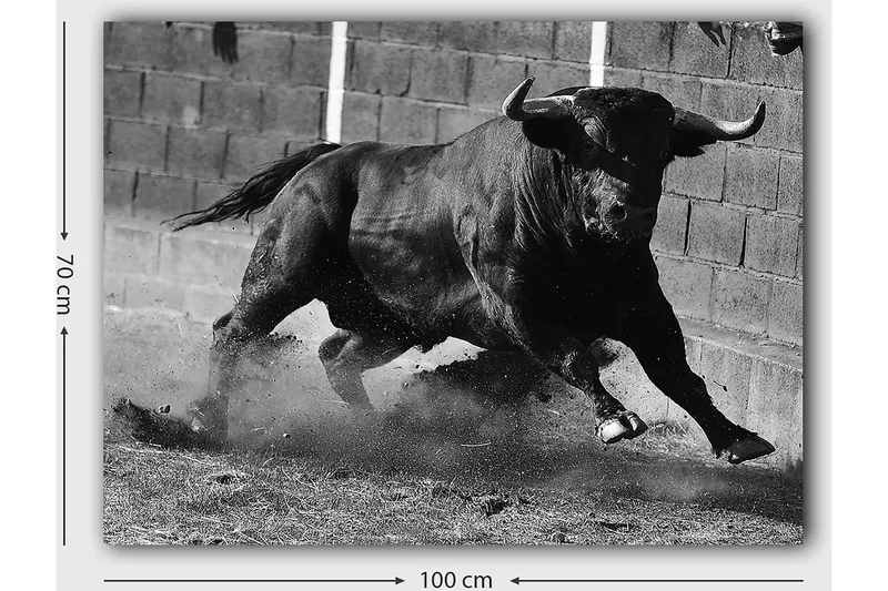 Canvastavla 70x100 cm - Kraftfull tjur i rörelse, fångad i ett ögonblick av intensitet och styrka - Svart / Grått - Inredning - Tavlor & konst - Canvastavlor