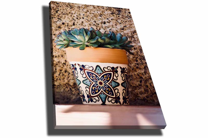 Canvastavla 70x100 cm - Kruka med succulenter i en dekorativ design - Grön / Terrakotta / Svart - Inredning - Tavlor & konst - Canvastavlor